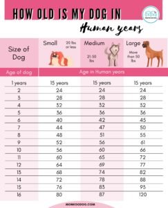 Dog Age Calculator: How old is my dog in human years - Monkoodog