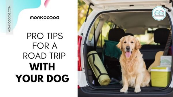 Pro Tips For A Road Trip With Your Dog - Monkoodog