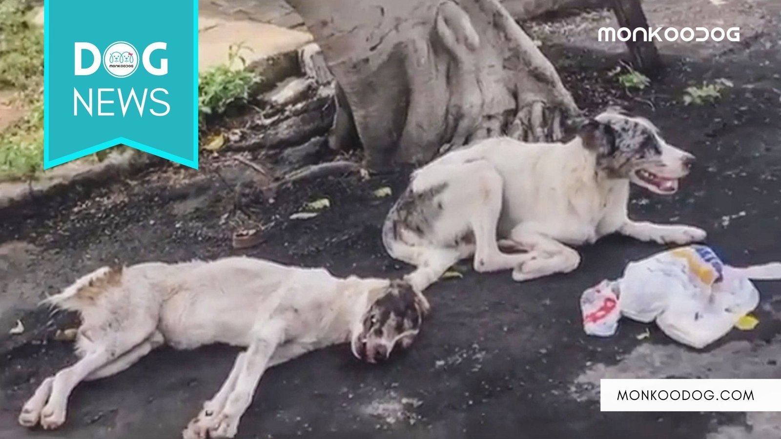 Stray dog in Brazil waits patiently for over 24 hrs protecting and guarding a fellow injured dog