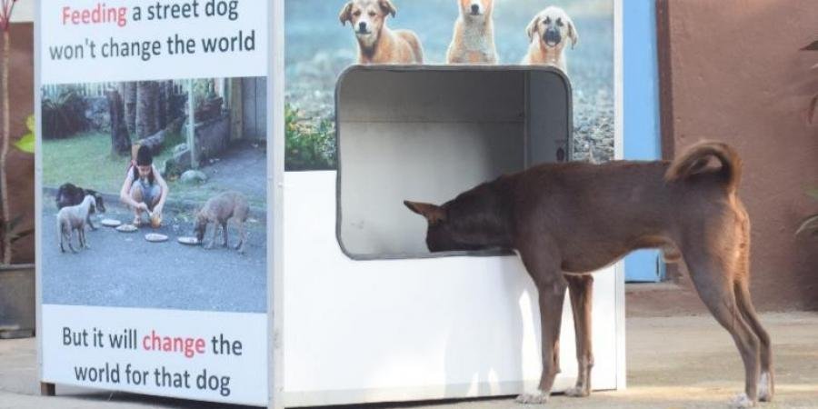 Stray dogs will get food and water