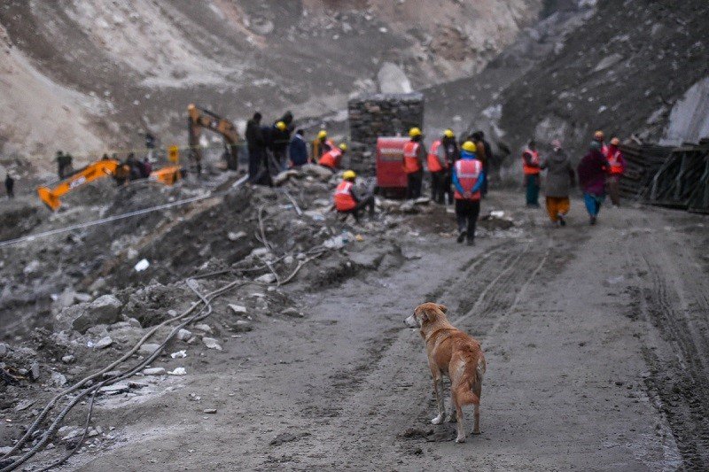 Glacier burst: A dog waits for its puppies