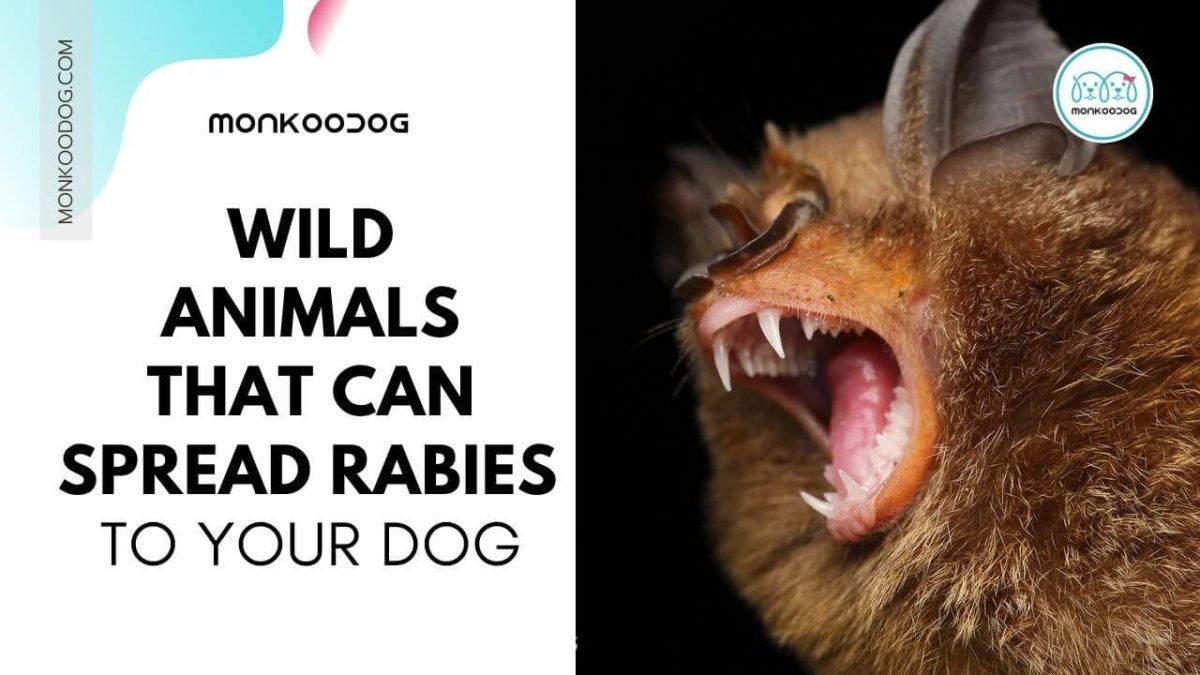 Rabies in Dogs: Wild Animals That Can Spread Rabies to Your Dog