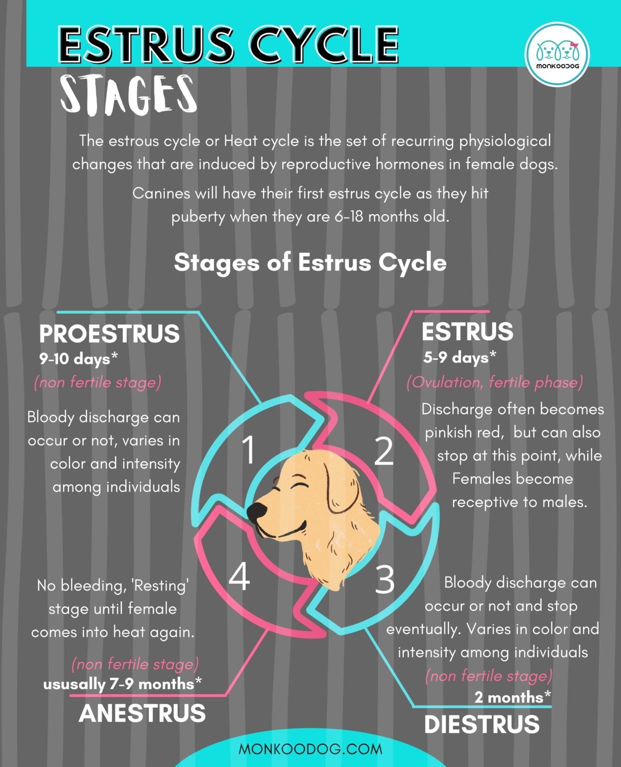 Stages of Estrus Cycle in Dogs Monkoodog