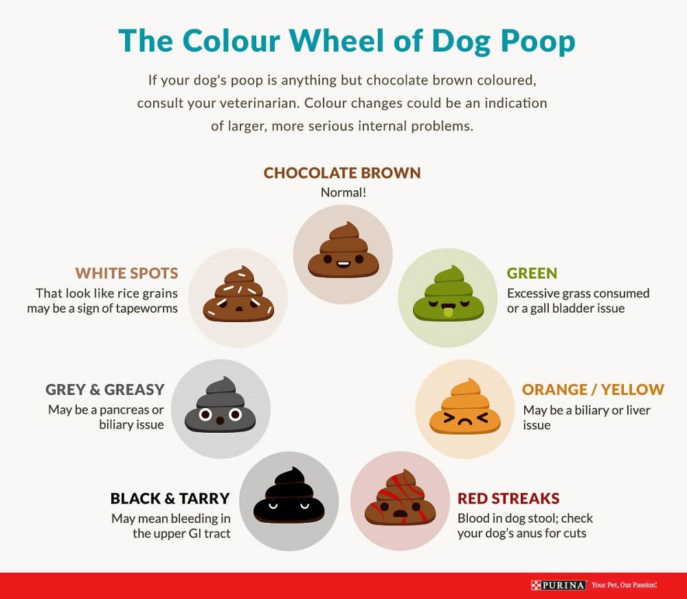 colour of poop