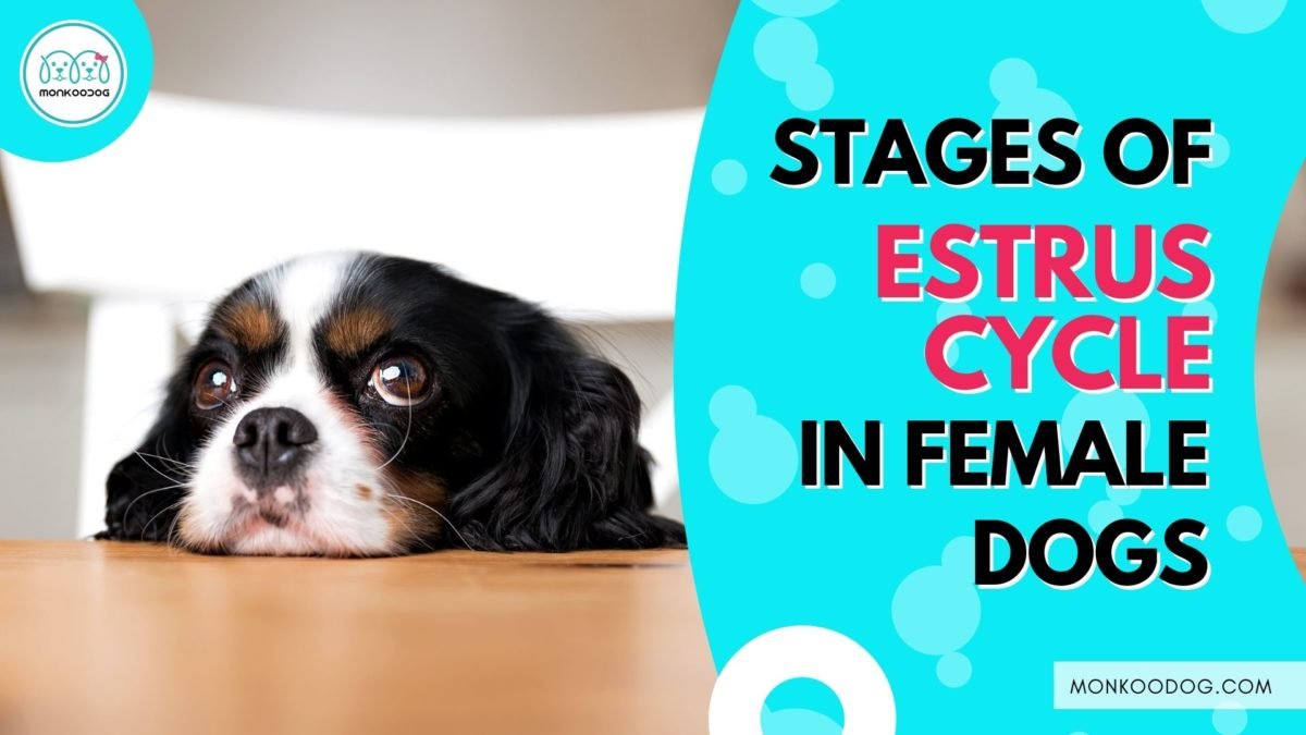 Stages Of Estrus Cycle In Dogs - Monkoodog