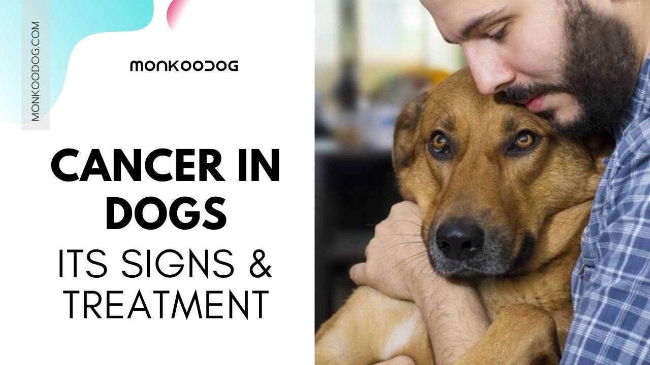 Caner in dogs. Its signs and treatments