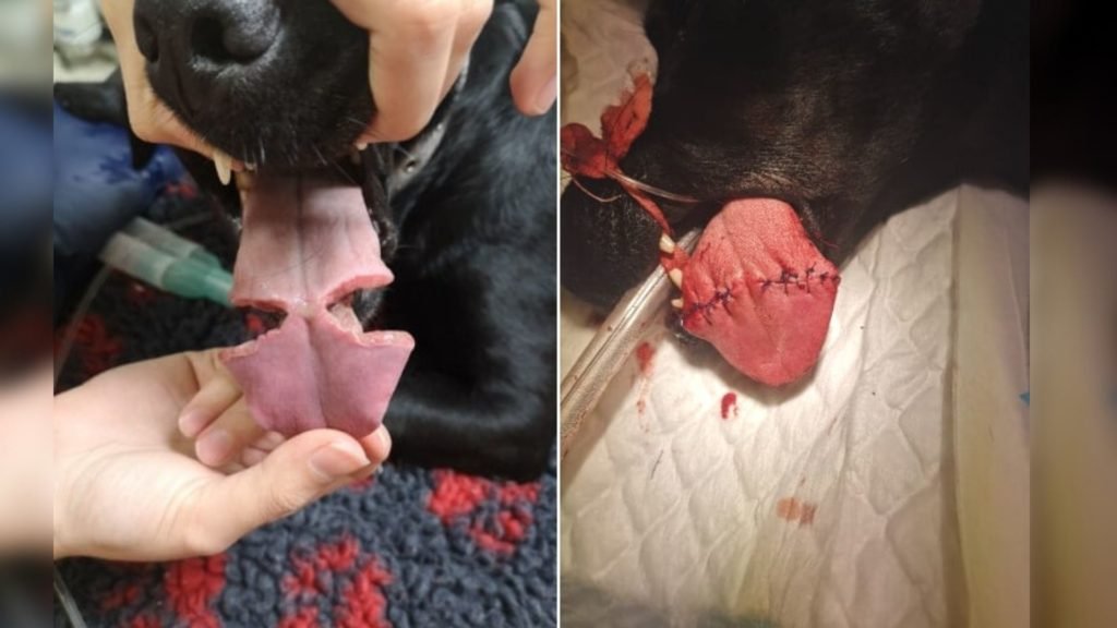 DOG’S TONGUE STUCK IN A RUBBER BALL, GOT SPLIT INTO TWO; BEFORE AND AFTER OF TONGUE SURGERY