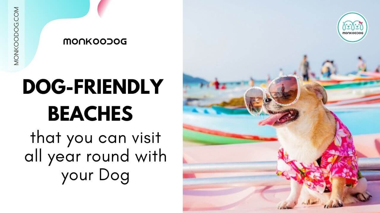 all year round dog friendly beaches near me