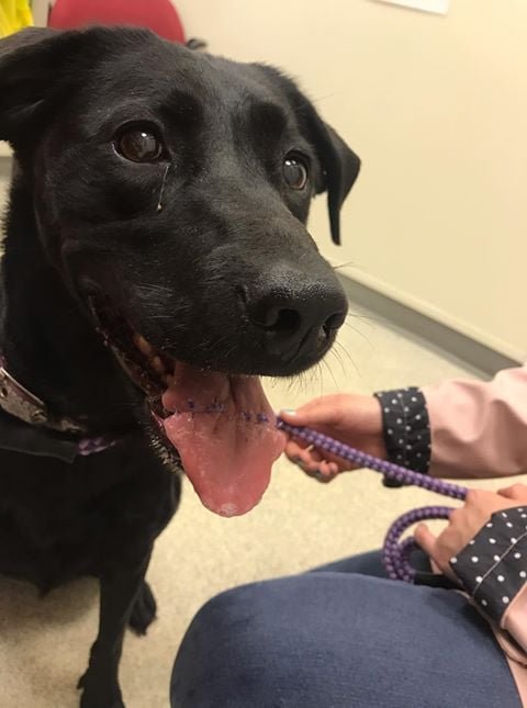 Dog’s Tongue Stuck In A Rubber Ball