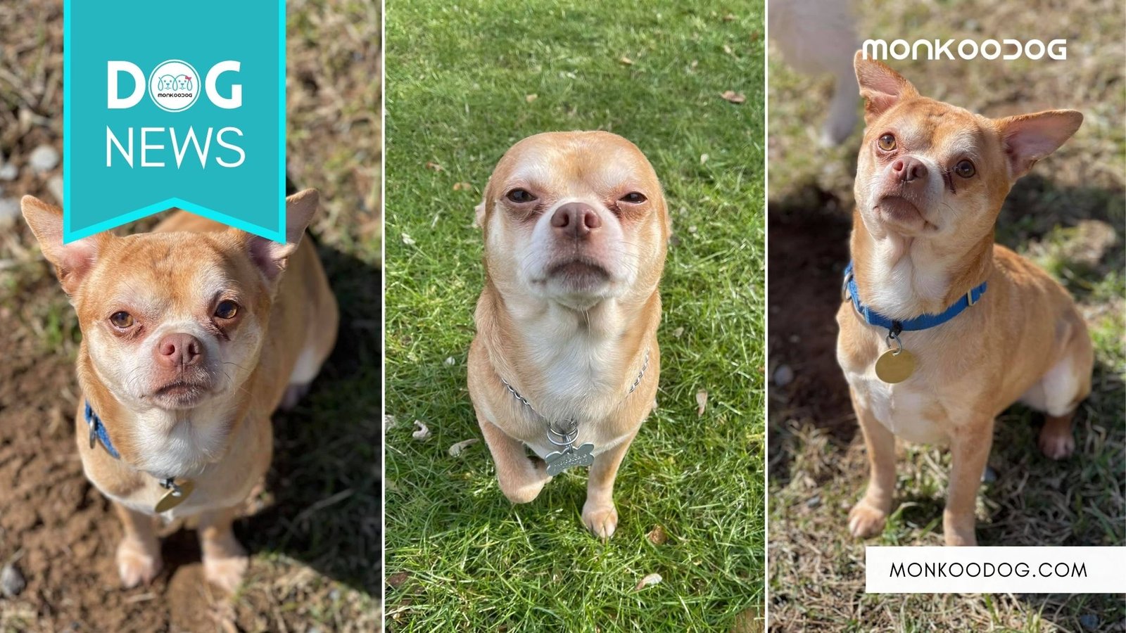 Meet Prancer, The ‘Demonic’ Chihuahua Going Viral For His Adoption Ad