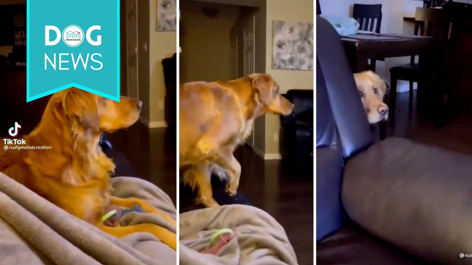 Timid Little Golden Retriever Loses It After Seeing Darth Vader; Hides Behind Sofa Till Everything Is Alright
