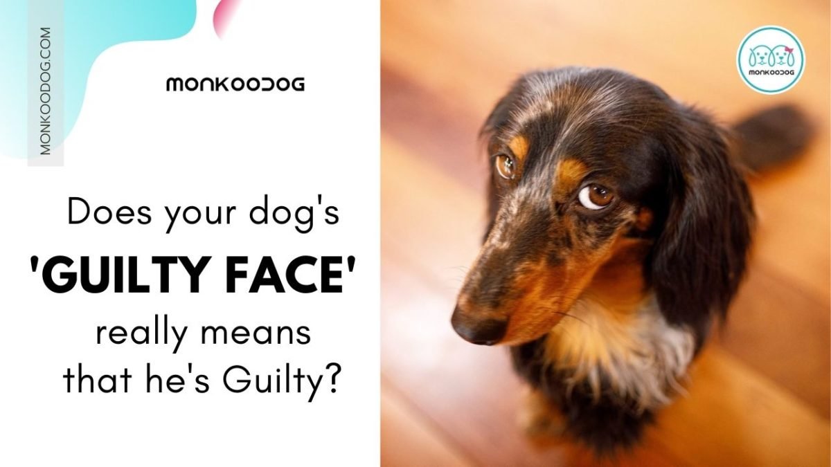 Why Do Dogs Give That Guilty Look Monkoodog