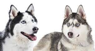 Alaskan husky clearance dog breed