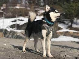 Alaskan Klee Kai Dog Breed Information
