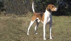 American Foxhound Dog Breed