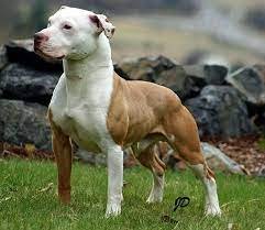 American Pit Bull Terrier Dog Breed
