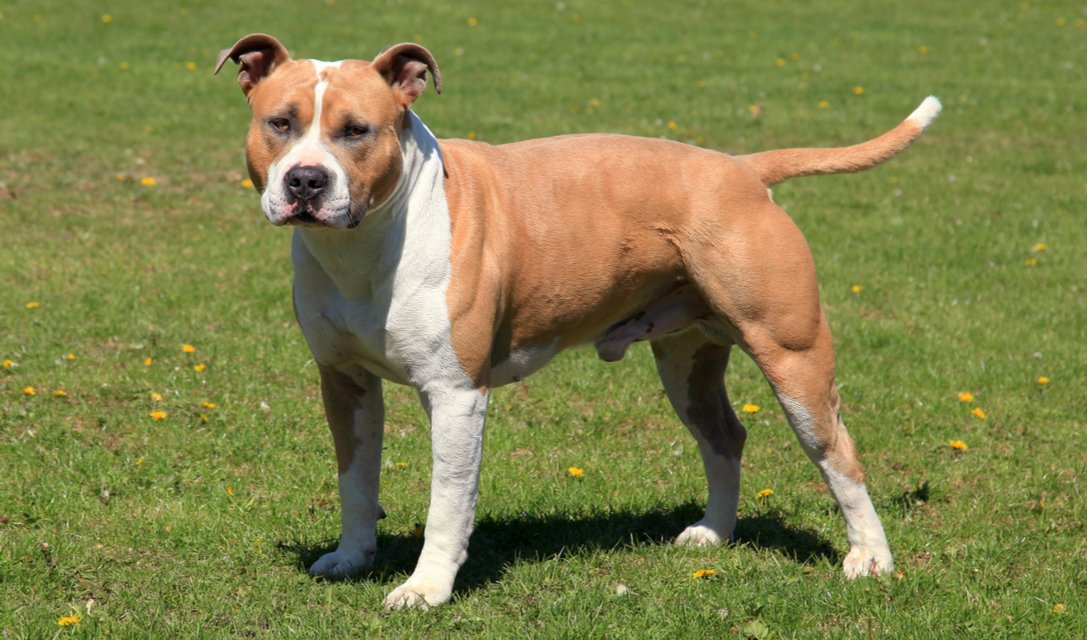 At What Age Is A American Staffordshire Terrier Full Grown