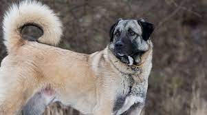 Anatolian Shepherd Dog Breed