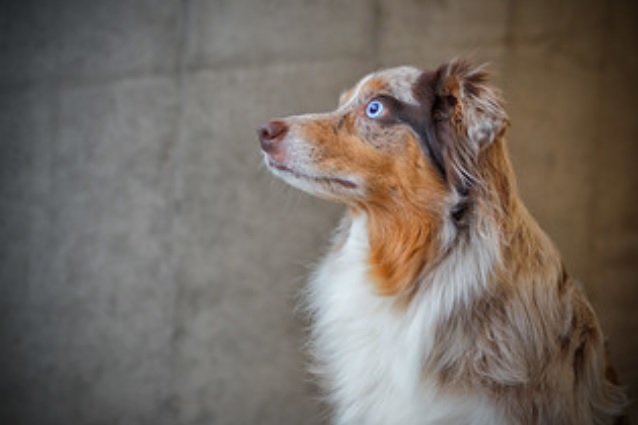 Blond store australian shepherd