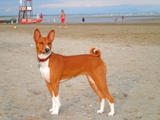 can a basenji live in central african republic