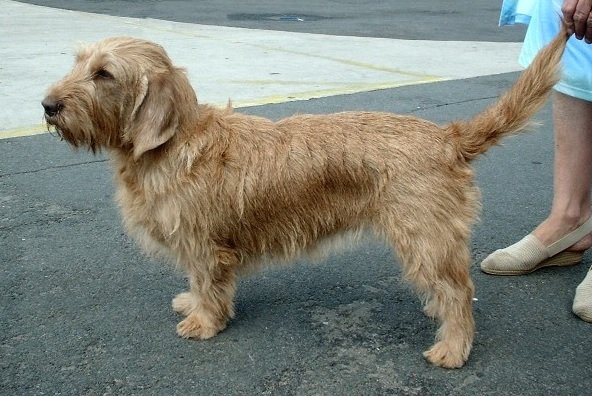 Basset Fauve de Bretagne Dog Breed