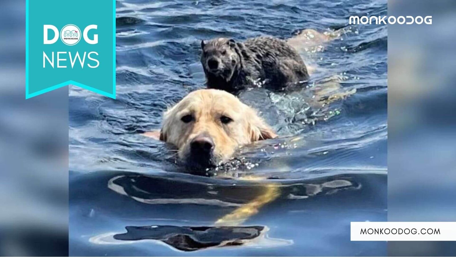 A 2-year-old Golden Retriever swims back to the shore with a woodchuck on his back.