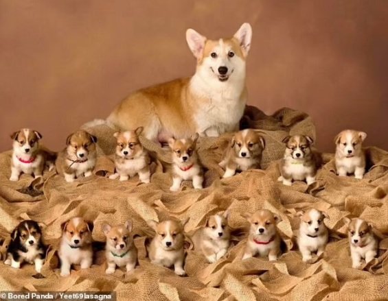 Adorable pictures of Mommy dogs posing with their puppies - Monkoodog