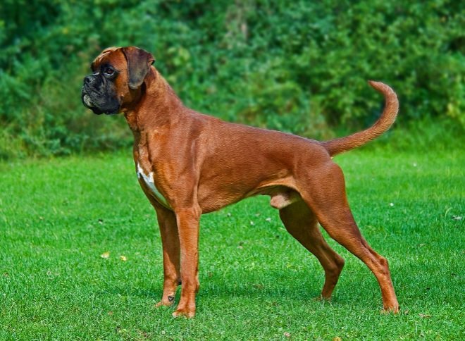 how to keep a boxer dog from shedding