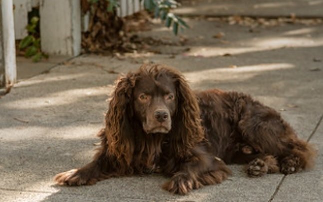 is the boykin spaniel a good breed of dog