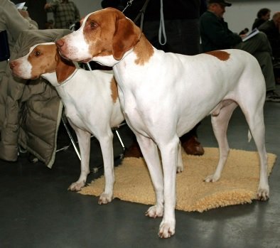 Braque Saint-Germain Dog Breed