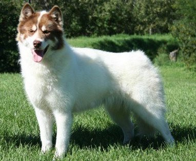 Canadian Eskimo Dog Breed