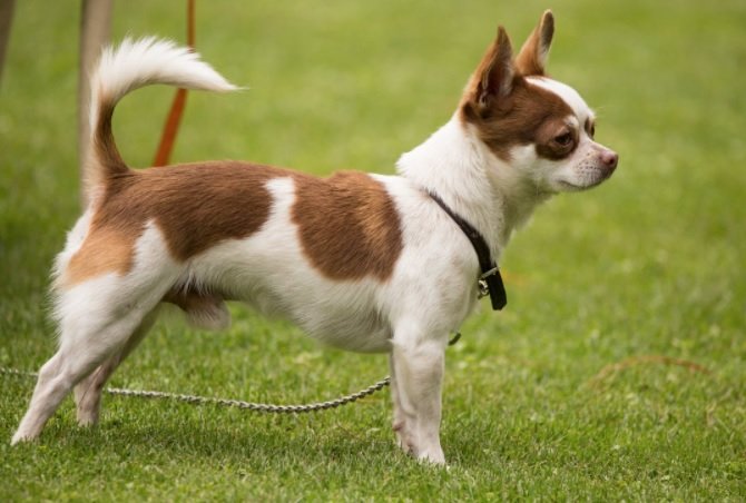 Chihuahua Dog Breed Information & Characteristics