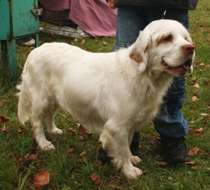 Clumber Spaniel Dog Breed