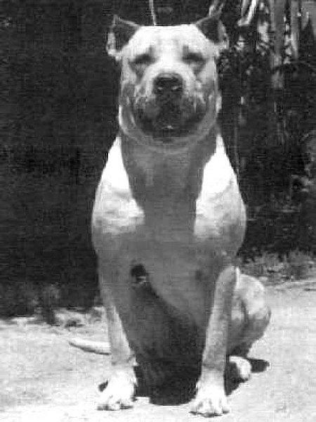 Cordoba Fighting Dog Breed