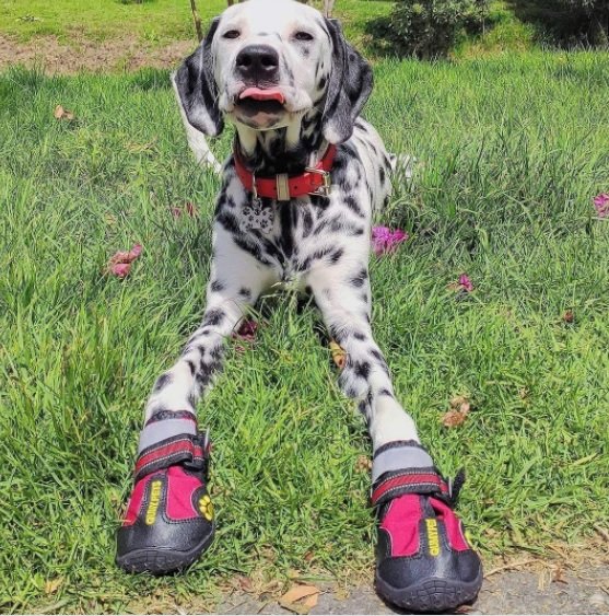 QUMY Dog Boots Waterproof Shoes