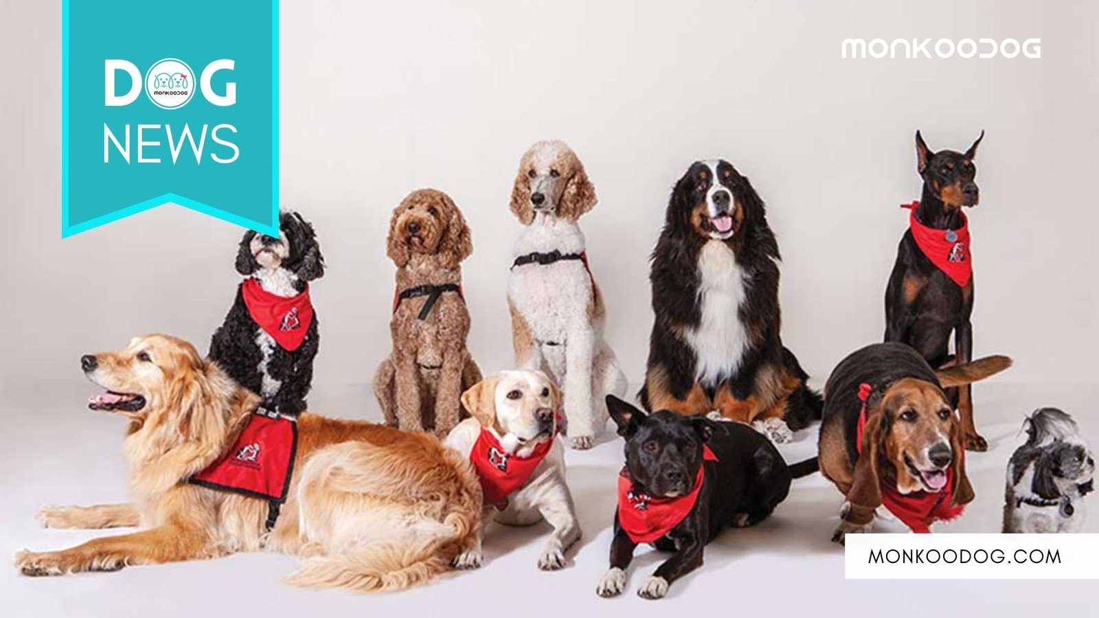 Therapy Dogs helping families of the missing by comforting them