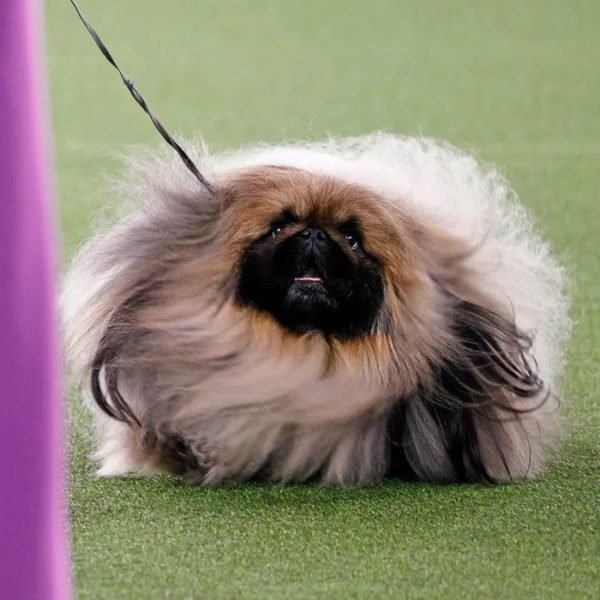 The Westminster Dog Show 2021 - Monkoodog