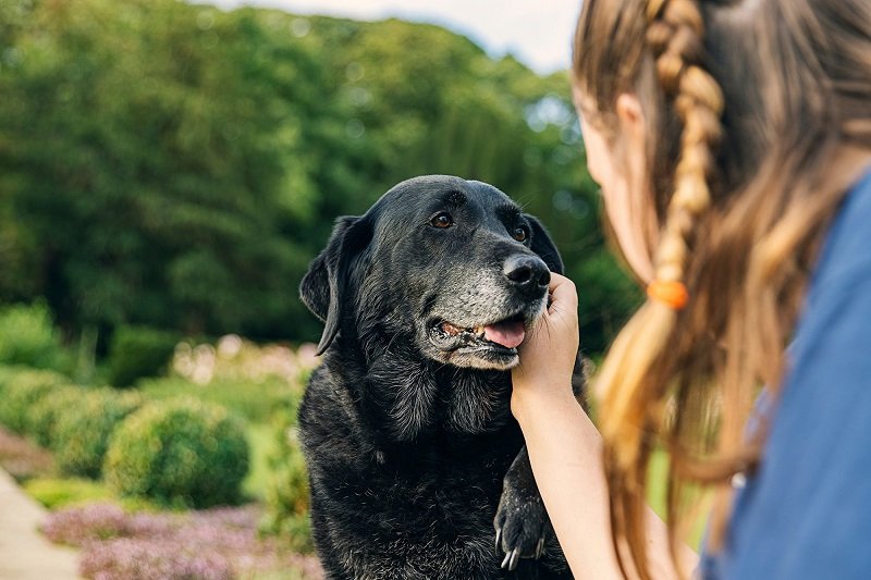 senior dogs