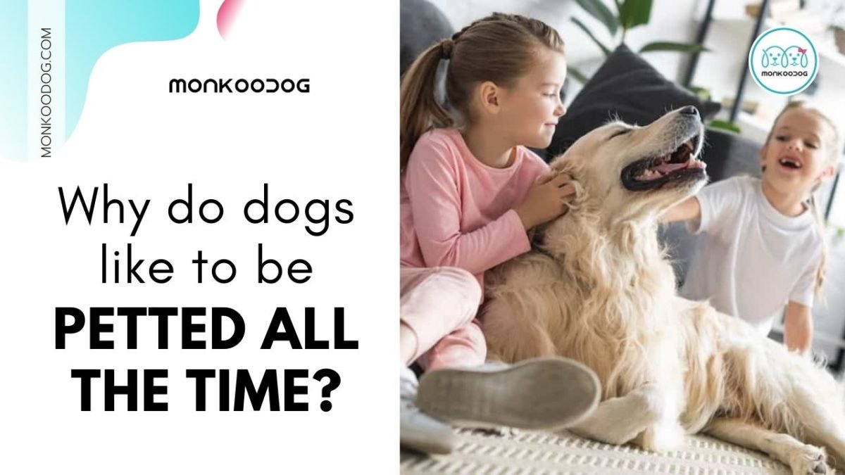 Why Do Dogs Like Being Petted? Monkoodog