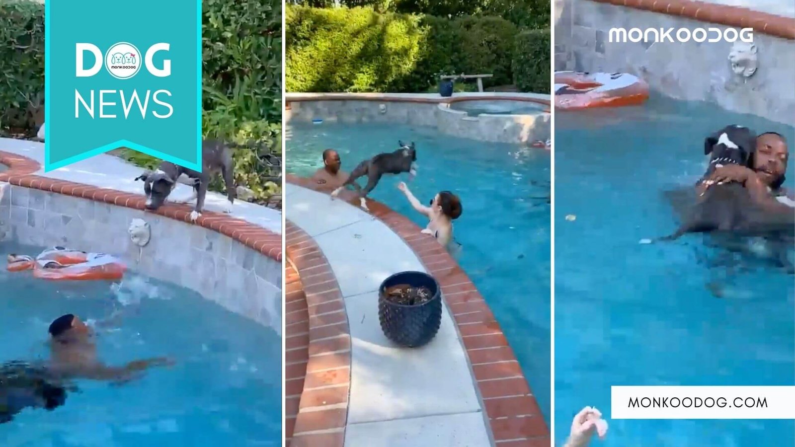 Dog jumps into the pool to save his human from drowning, without even knowing how to swim.