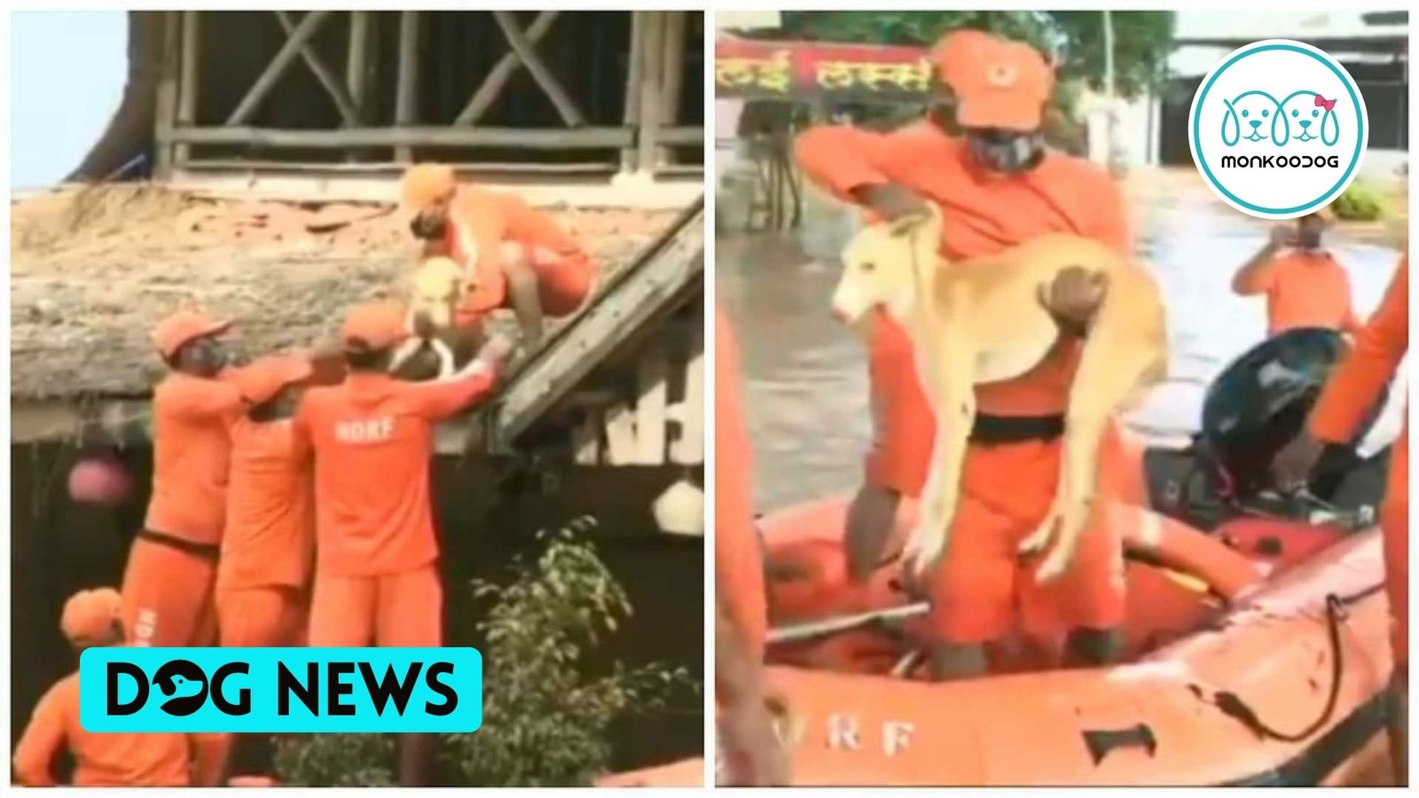 Dog saved by NDRF personnel from Maharashtra's destructive floodwaters. Watch the video.