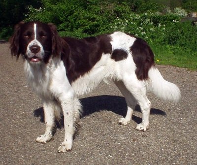 Drentse Patrijshond Dog Breed