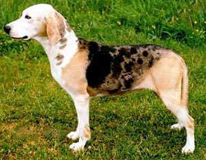 Dunker Dog Breed