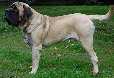 English Mastiff Dog Breed