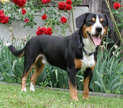 Entlebucher Mountain Dog Breed