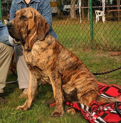 Fila Brasileiro Dog Breed