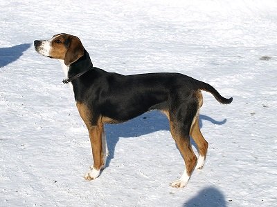 Finnish Hound Dog Breed