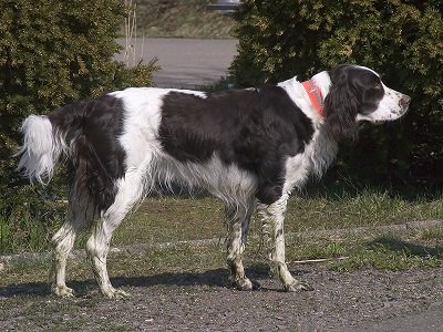 French Spaniel Dog Breed