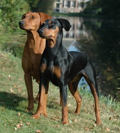 German Pinscher Dog Breed