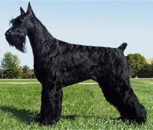 Giant schnauzer best sale dog breed